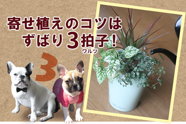 寄せ植えのコツ