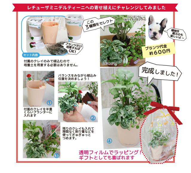 レチューザ寄せ植えに挑戦