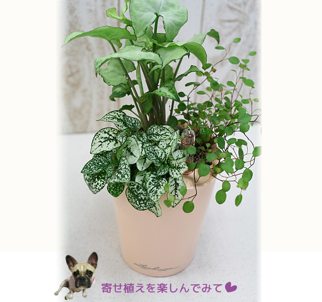 寄せ植えを楽しんでみてね