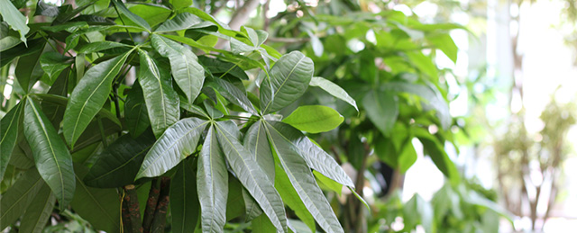 観葉植物の疑問に答えます