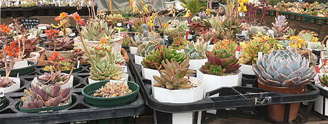観葉植物の疑問に答えます