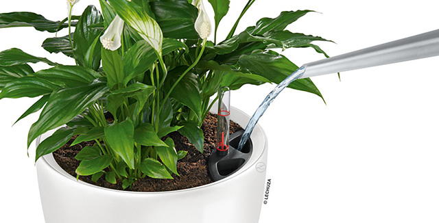 観葉植物の疑問に答えます