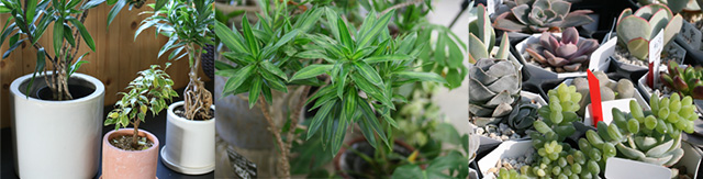 観葉植物の疑問に答えます