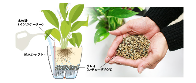 観葉植物の疑問に答えます