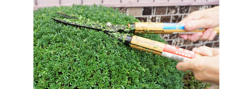 植物の剪定